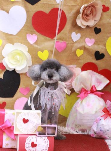 20230202タルトくん